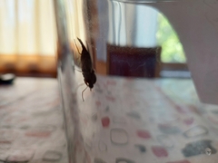 Chiromyzinae
