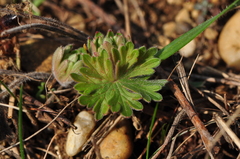 Geranium sanguineum