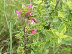 Syncolostemon densiflorus