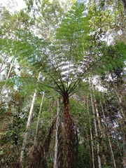 Cyathea delgadii