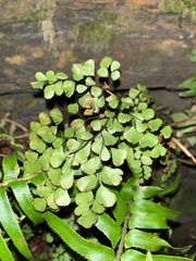 Adiantum venustum