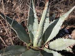 Agave palmeri