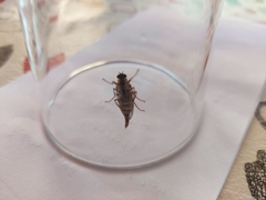 Chiromyzinae