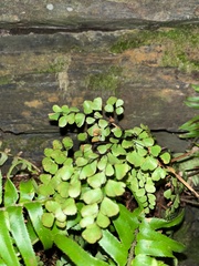 Adiantum venustum