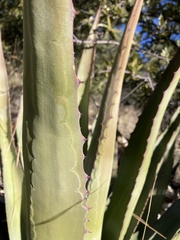 Agave palmeri
