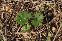 Geranium sanguineum
