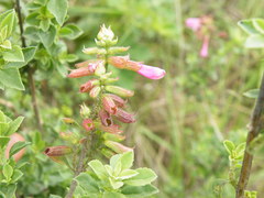 Syncolostemon densiflorus