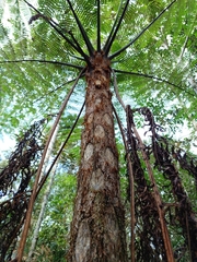 Cyathea delgadii