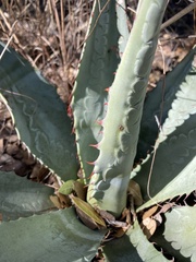 Agave palmeri