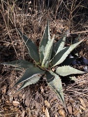 Agave palmeri