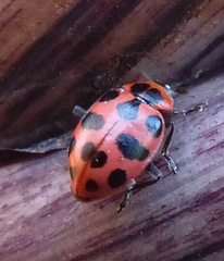 Coleomegilla maculata lengi