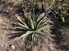 Agave palmeri