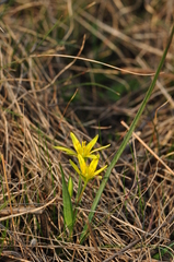 Gagea pusilla