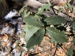 Quercus arizonica