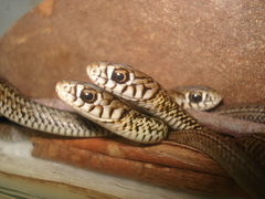 Philodryas patagoniensis