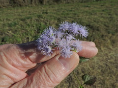 Ageratum houstonianum