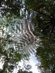 Cyathea delgadii