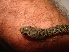 Philodryas patagoniensis