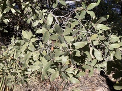 Quercus arizonica