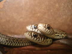 Philodryas patagoniensis