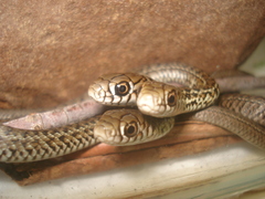 Philodryas patagoniensis