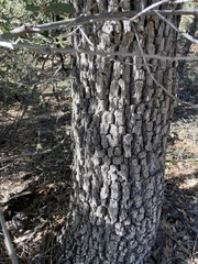 Quercus arizonica