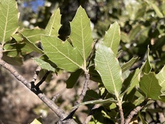 Quercus emoryi