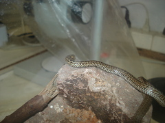 Philodryas patagoniensis