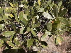 Quercus emoryi