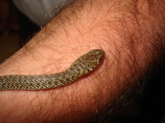 Philodryas patagoniensis