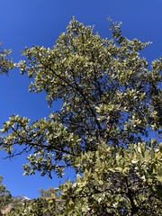 Quercus emoryi