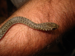 Philodryas patagoniensis