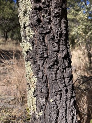 Quercus emoryi