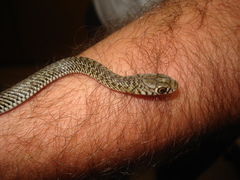 Philodryas patagoniensis