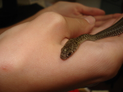 Philodryas patagoniensis