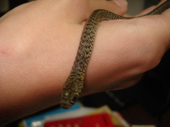 Philodryas patagoniensis