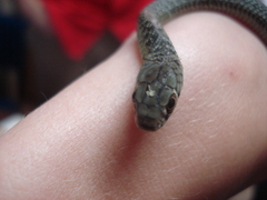 Philodryas patagoniensis