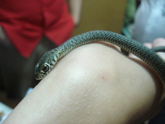 Philodryas patagoniensis