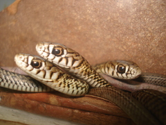 Philodryas patagoniensis