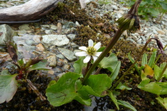 Caltha leptosepala