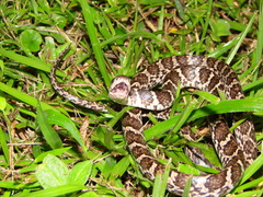 Dipsas ventrimaculata