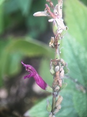 Salvia peninsularis