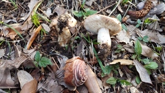 Tricholoma cedretorum