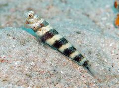 Amblyeleotris wheeleri