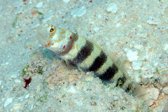 Amblyeleotris wheeleri