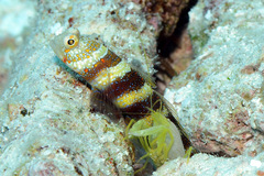 Amblyeleotris wheeleri