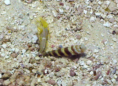 Amblyeleotris wheeleri