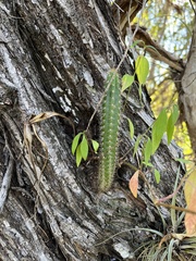 Acanthocereus tetragonus