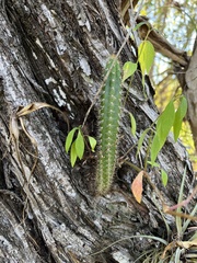 Acanthocereus tetragonus