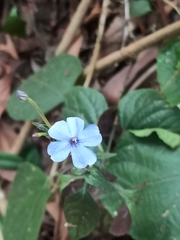 Eranthemum